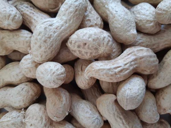 Peanuts-in-shells