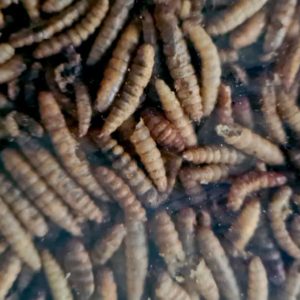calci worms