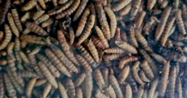 calci worms