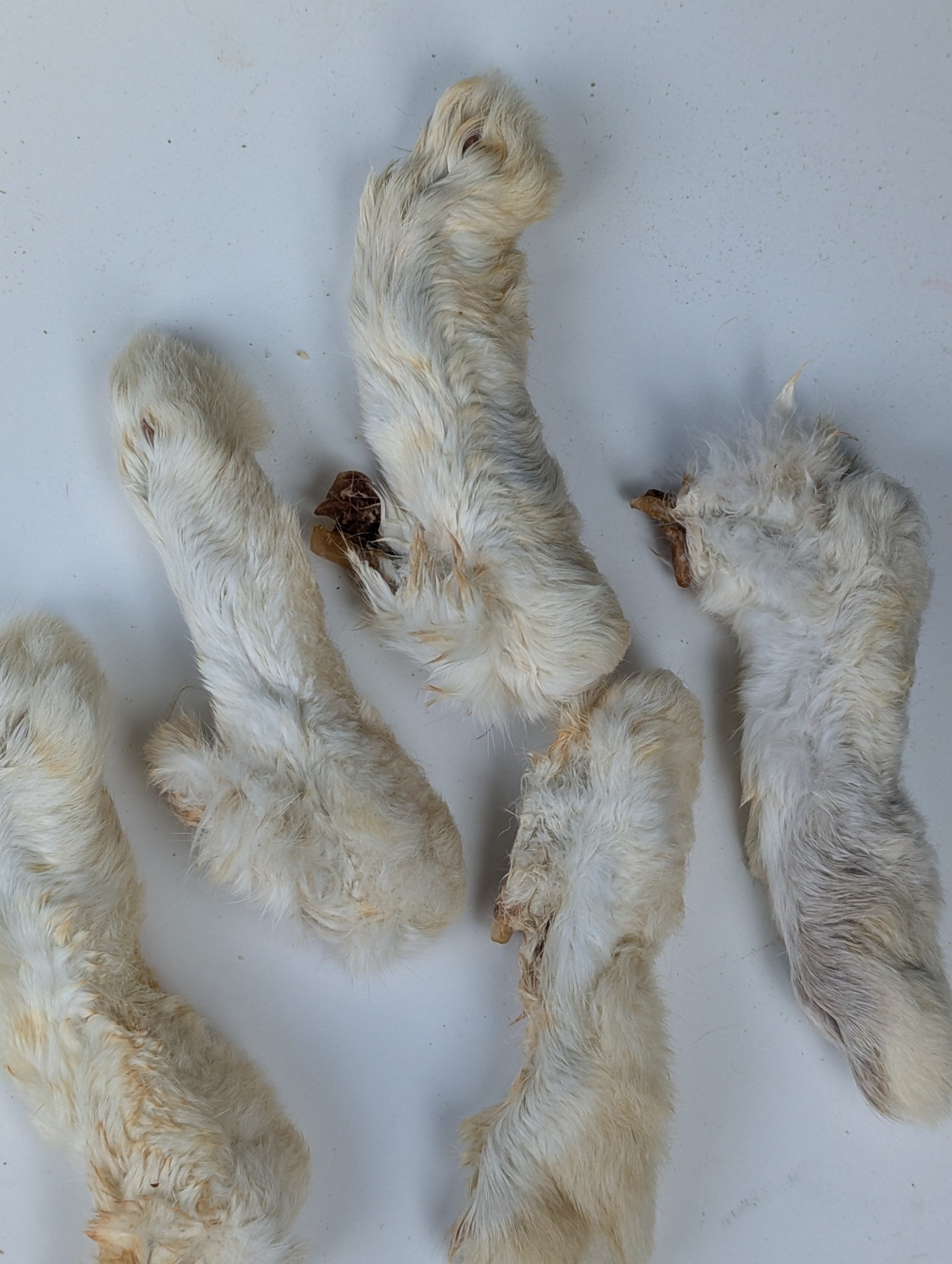 Rabbit Feet with Fur